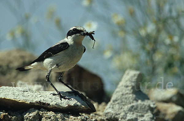 Steinschmätzer (Oenanthe oenanthe)