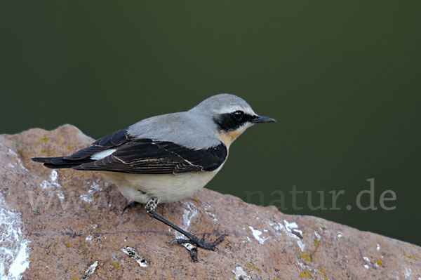 Steinschmätzer (Oenanthe oenanthe)