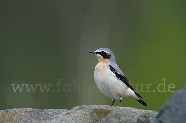 Steinschmätzer (Oenanthe oenanthe)