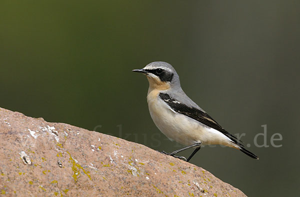 Steinschmätzer (Oenanthe oenanthe)