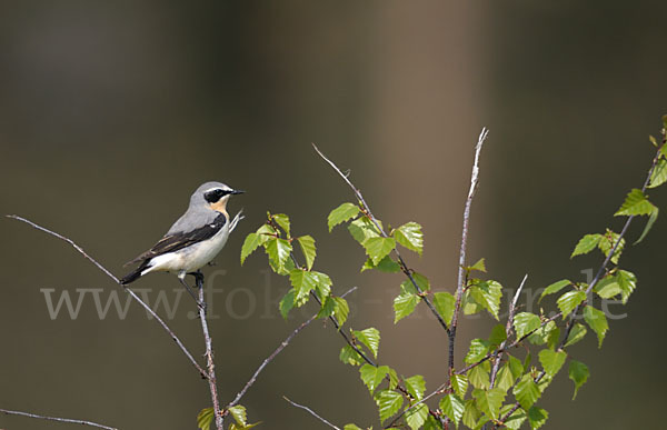 Steinschmätzer (Oenanthe oenanthe)