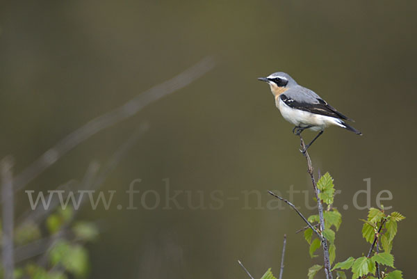 Steinschmätzer (Oenanthe oenanthe)