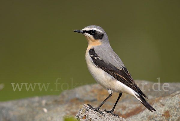 Steinschmätzer (Oenanthe oenanthe)