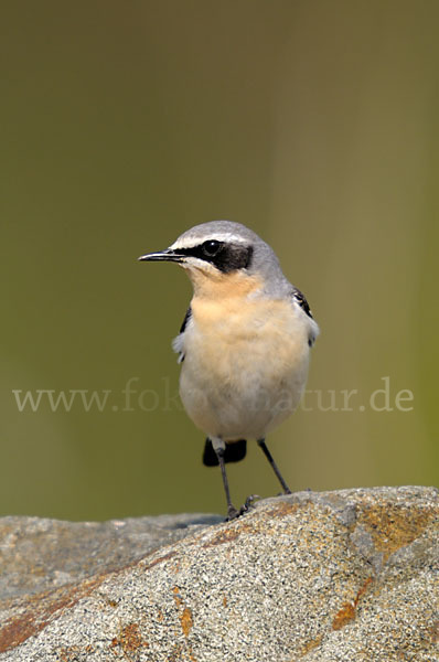 Steinschmätzer (Oenanthe oenanthe)