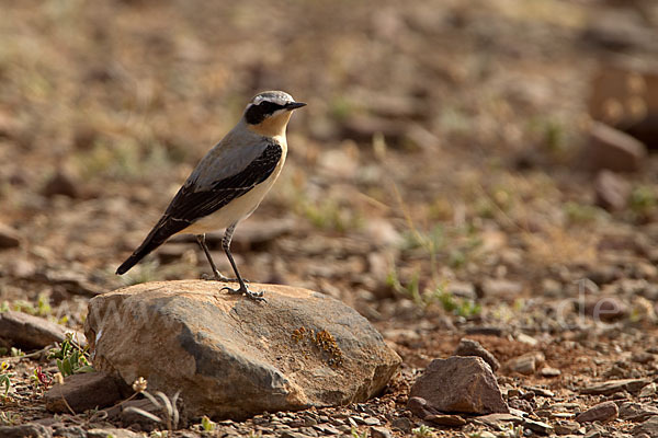 Steinschmätzer (Oenanthe oenanthe)