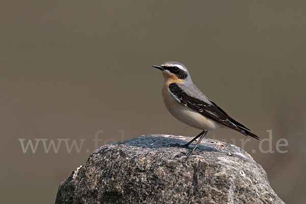 Steinschmätzer (Oenanthe oenanthe)