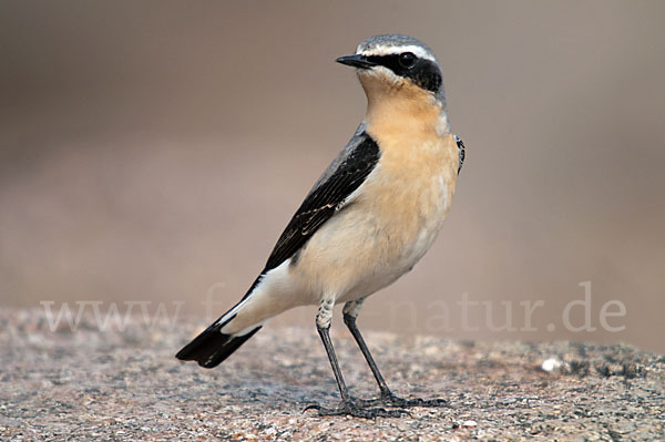 Steinschmätzer (Oenanthe oenanthe)