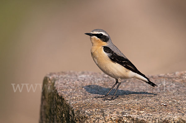 Steinschmätzer (Oenanthe oenanthe)