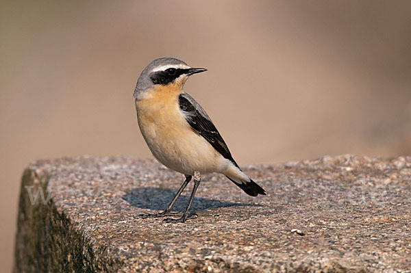 Steinschmätzer (Oenanthe oenanthe)