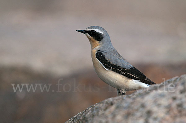 Steinschmätzer (Oenanthe oenanthe)