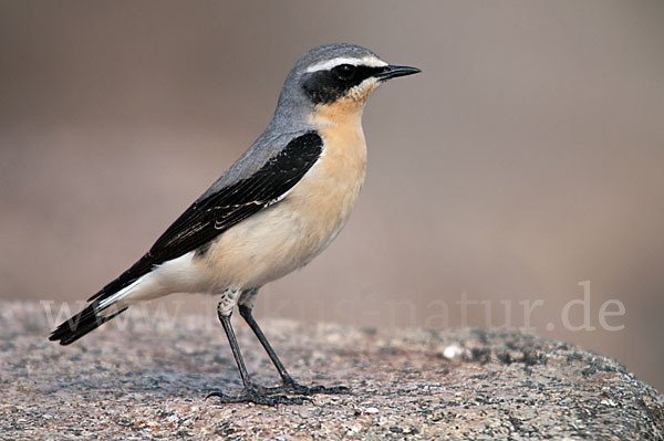 Steinschmätzer (Oenanthe oenanthe)