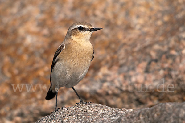 Steinschmätzer (Oenanthe oenanthe)