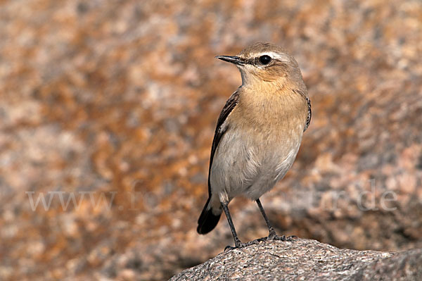 Steinschmätzer (Oenanthe oenanthe)