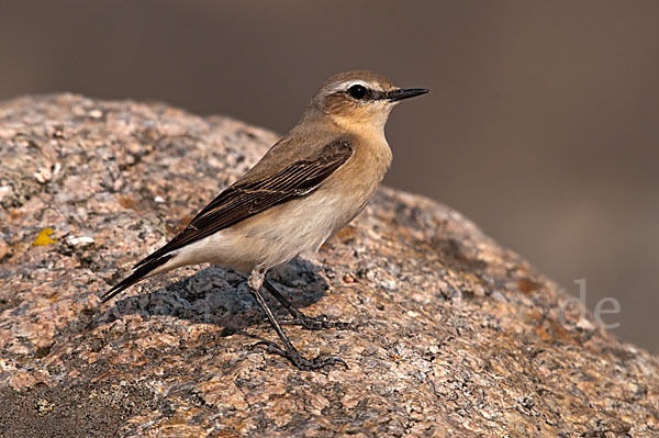 Steinschmätzer (Oenanthe oenanthe)