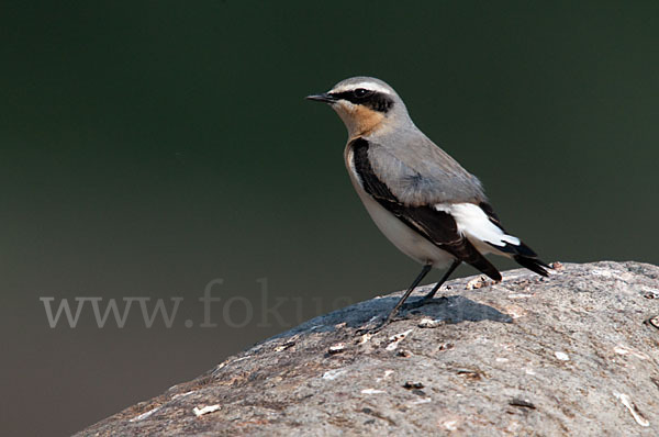 Steinschmätzer (Oenanthe oenanthe)