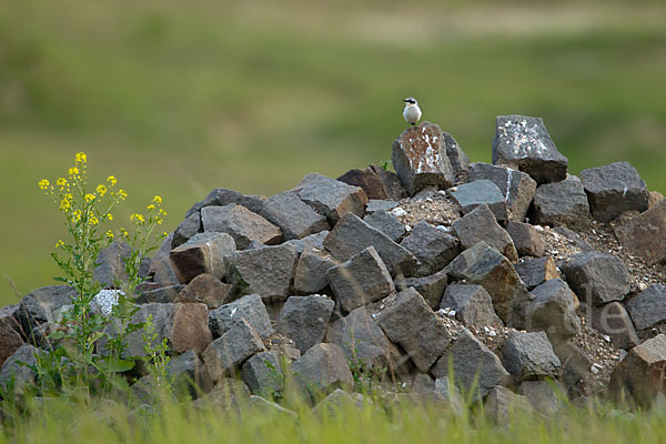 Steinschmätzer (Oenanthe oenanthe)