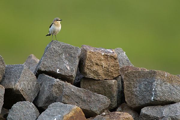 Steinschmätzer (Oenanthe oenanthe)