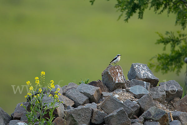 Steinschmätzer (Oenanthe oenanthe)