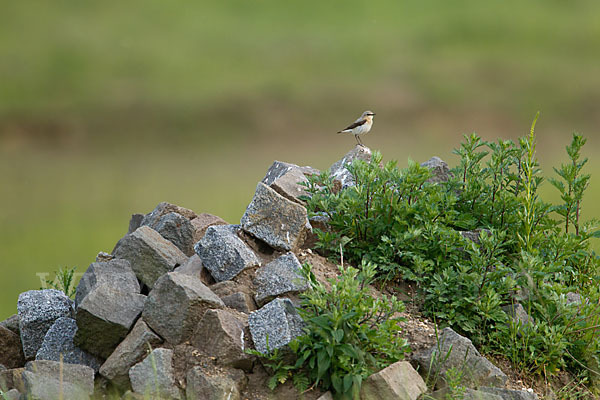 Steinschmätzer (Oenanthe oenanthe)