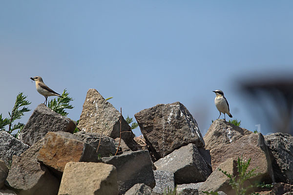 Steinschmätzer (Oenanthe oenanthe)