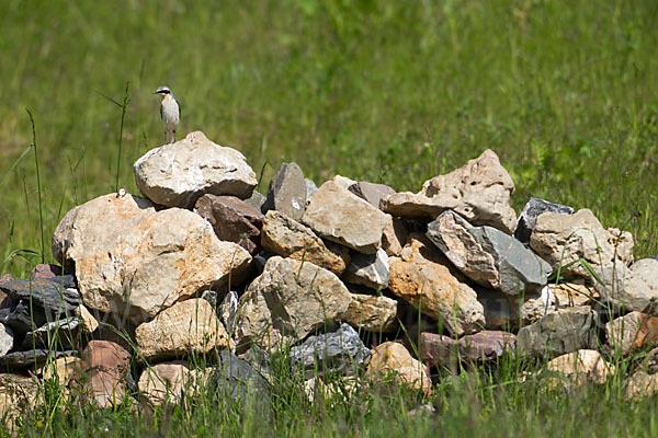 Steinschmätzer (Oenanthe oenanthe)