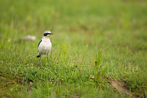 Steinschmätzer (Oenanthe oenanthe)