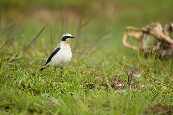 Steinschmätzer (Oenanthe oenanthe)