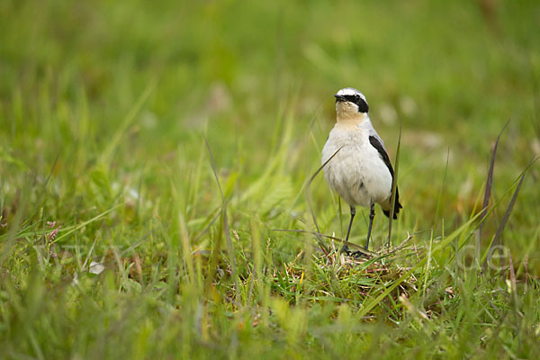 Steinschmätzer (Oenanthe oenanthe)