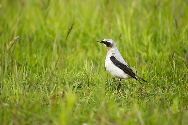 Steinschmätzer (Oenanthe oenanthe)