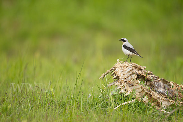 Steinschmätzer (Oenanthe oenanthe)