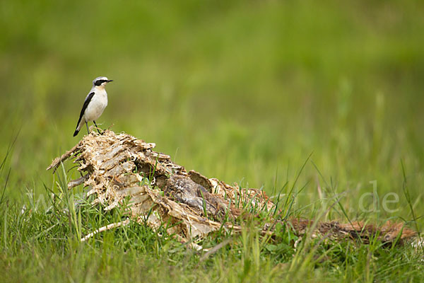 Steinschmätzer (Oenanthe oenanthe)