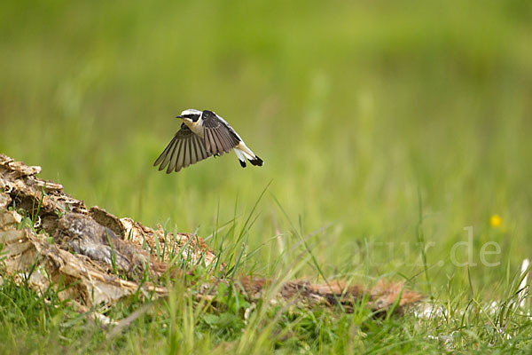 Steinschmätzer (Oenanthe oenanthe)