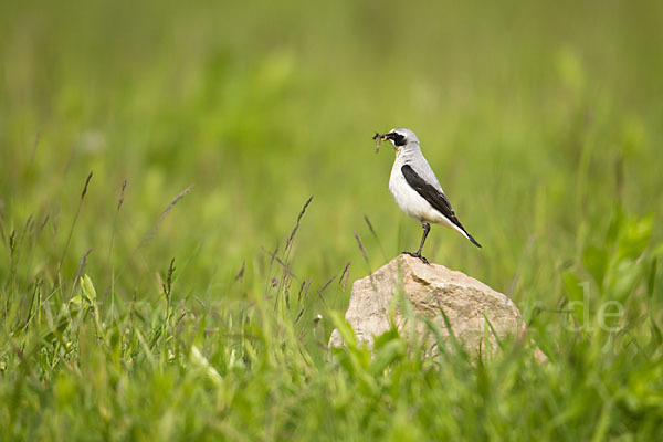 Steinschmätzer (Oenanthe oenanthe)