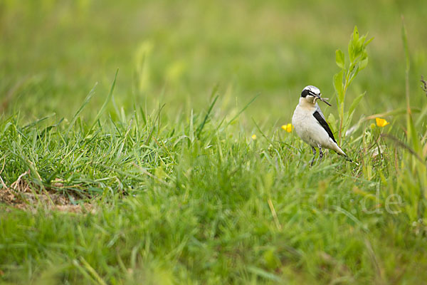 Steinschmätzer (Oenanthe oenanthe)