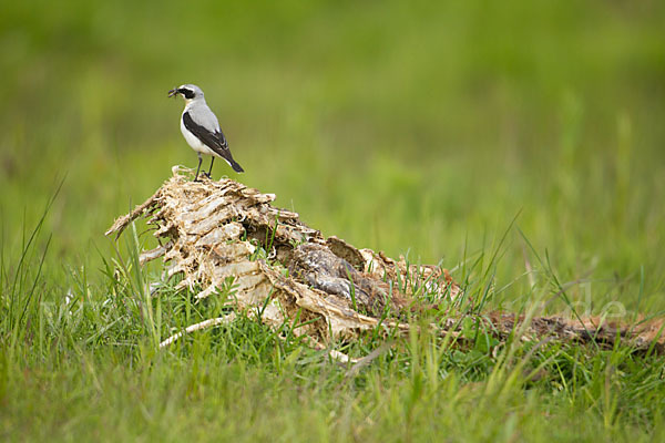 Steinschmätzer (Oenanthe oenanthe)