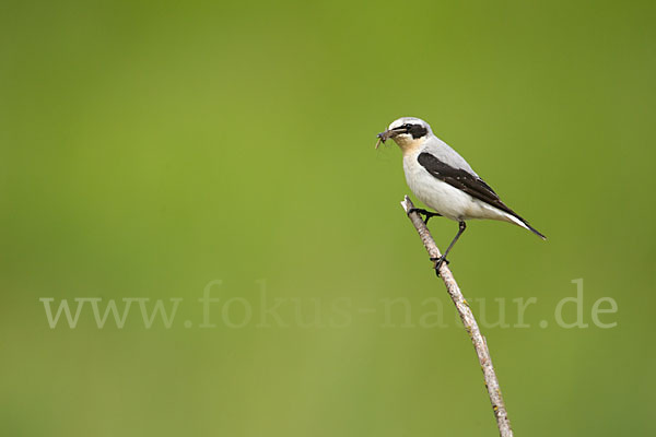 Steinschmätzer (Oenanthe oenanthe)