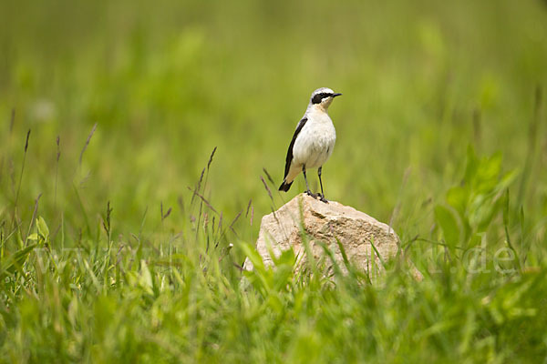 Steinschmätzer (Oenanthe oenanthe)