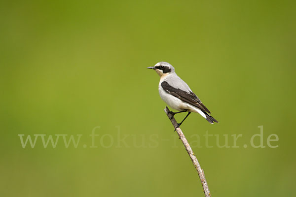 Steinschmätzer (Oenanthe oenanthe)