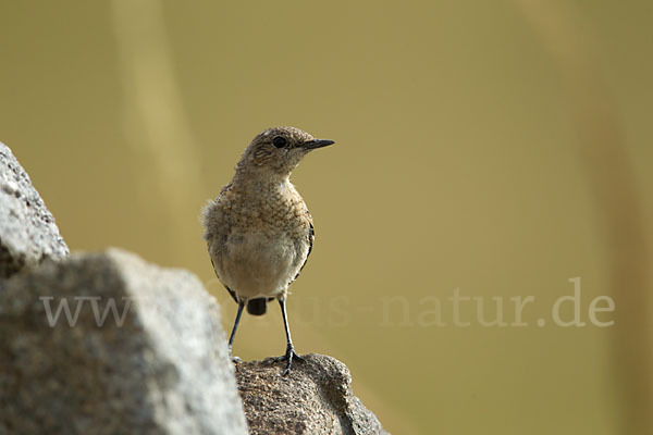 Steinschmätzer (Oenanthe oenanthe)