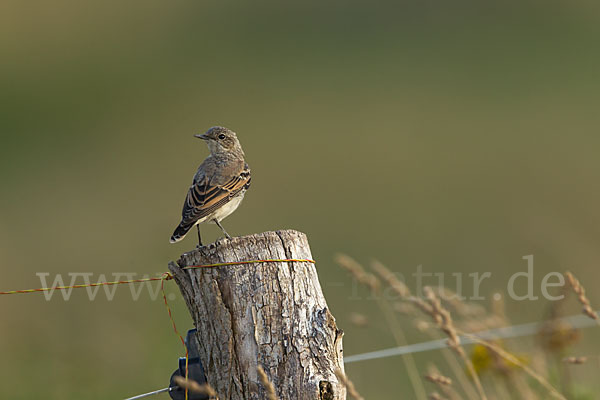 Steinschmätzer (Oenanthe oenanthe)