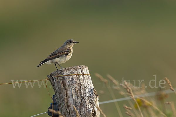 Steinschmätzer (Oenanthe oenanthe)