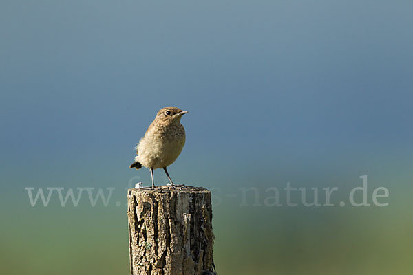 Steinschmätzer (Oenanthe oenanthe)