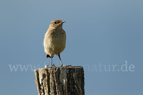 Steinschmätzer (Oenanthe oenanthe)