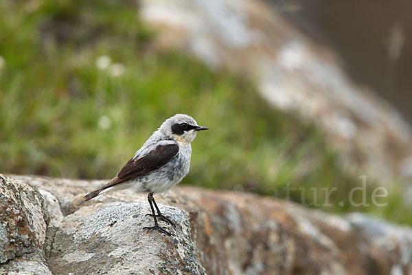 Steinschmätzer (Oenanthe oenanthe)