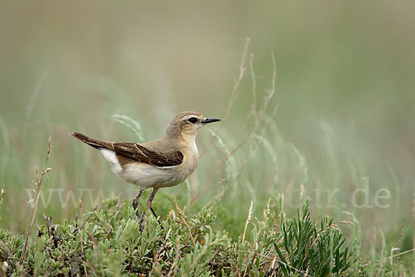 Steinschmätzer (Oenanthe oenanthe)