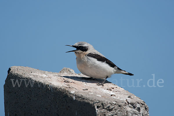 Steinschmätzer (Oenanthe oenanthe)