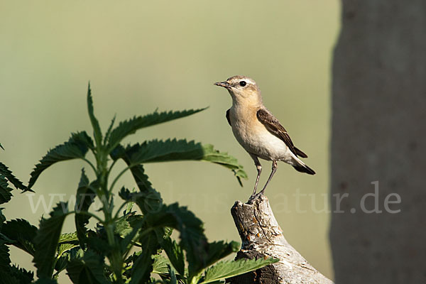 Steinschmätzer (Oenanthe oenanthe)