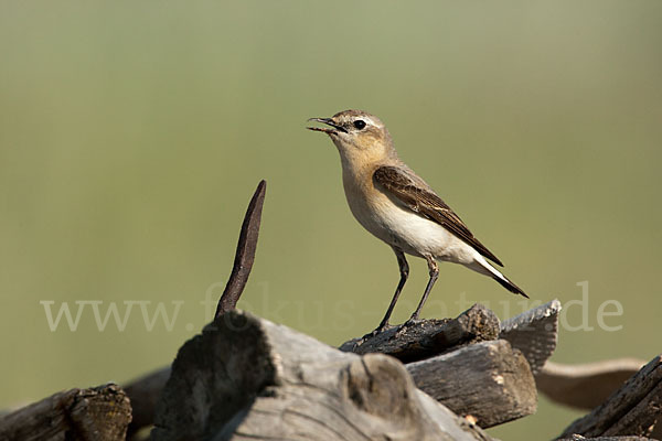 Steinschmätzer (Oenanthe oenanthe)