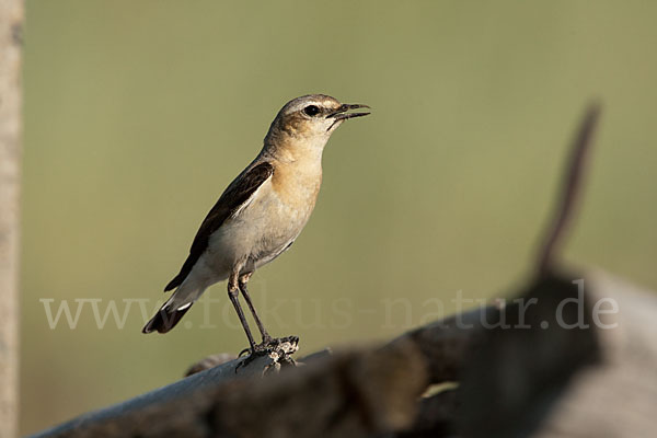 Steinschmätzer (Oenanthe oenanthe)