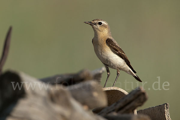 Steinschmätzer (Oenanthe oenanthe)